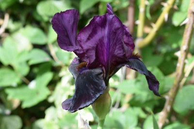 iris sable night 001.JPG