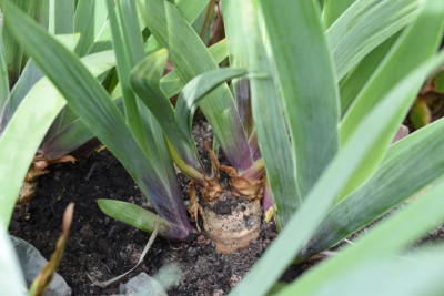 iris sable night 002.JPG