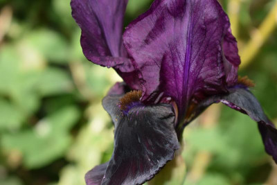 iris sable night 004.JPG