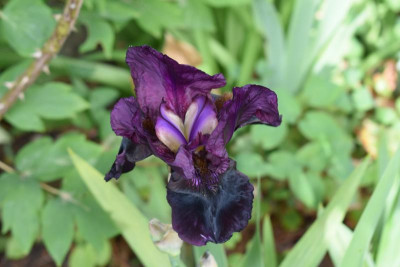 iris sable night 003.JPG