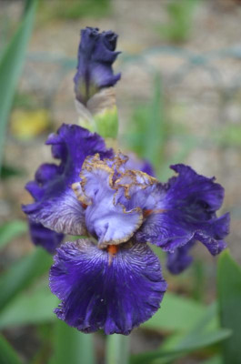 D5973.JPG