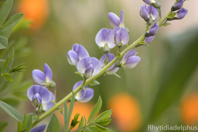 Baptisia_Starlite_2983_800_sRGB.jpg