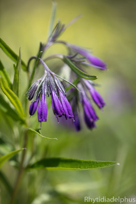 Moltkia_doerfleri_2525_800_sRGB.jpg