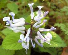 Salvia_sp1.jpg