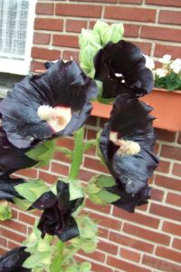 bloemen_6_062.jpg