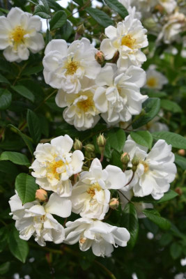 rosen, blüten 012.JPG