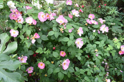 rosen, blüten 006.JPG