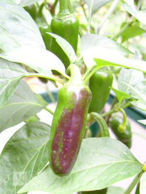 lila_jalapeno.jpg