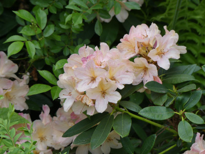 2020-05-22 Rhododendron 'Percy Wiseman' 1.jpg