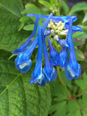 2020-05-22 Coryd. blau.jpg