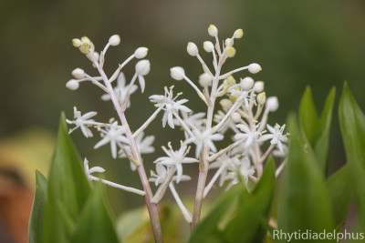 Speirantha_convallarioides_2222_800_sRGB.jpg