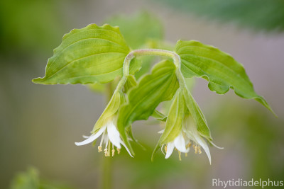 Prosartes_hookeri_2672_800_sRGB.jpg