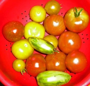 Tomatenernte.JPG