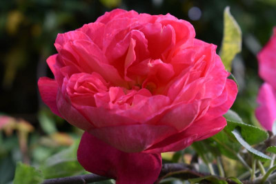 rosen, blüten 017.JPG