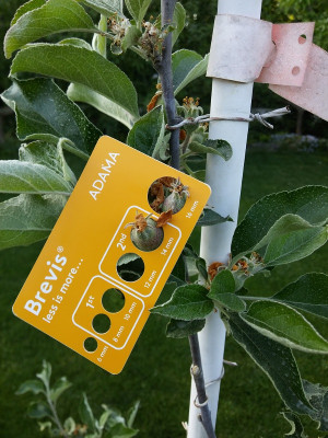 Fruchtgroessenschablone.jpg