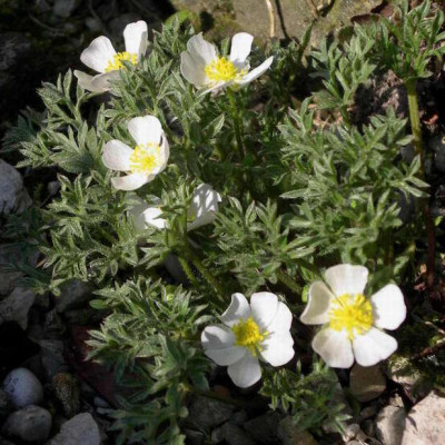 Ranunculus_seguerii.JPG