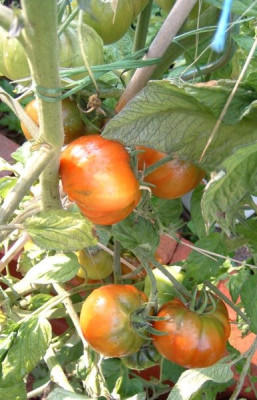tomate_black_seaman__04.jpg