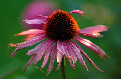 Echinacea__2_13-08-2007.jpg