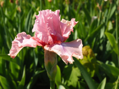 Blushing Pink 1976 Nate Rudolph P5210315.JPG