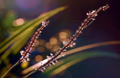 Persicaria_weiss__1_13-08-2007.jpg