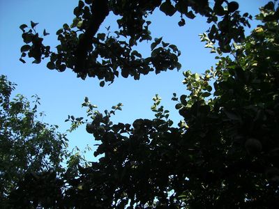 Sommertag_im_Garten.jpg