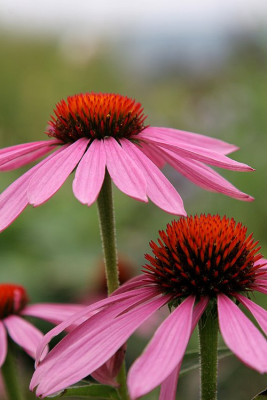 auch-mal-Echinacea-fotografiert.jpg