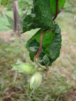 corylus_avellana_contorta_1.jpg
