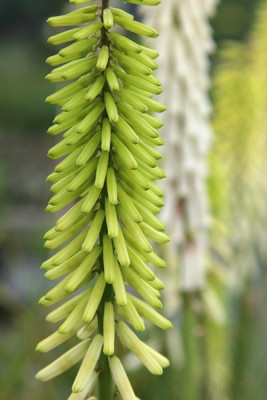 Gartenfackeln.jpg