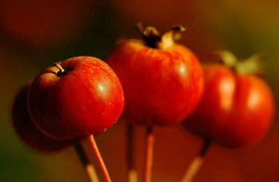 Malus__1_13-08-2007.jpg