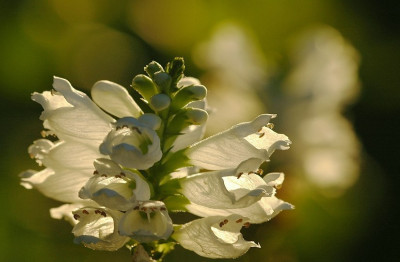 Physostegia_virginiana__1_13-08-2007.jpg