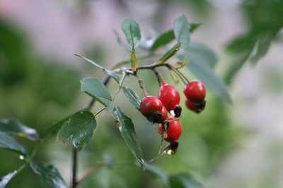 Rosa-Glauca-4.jpg