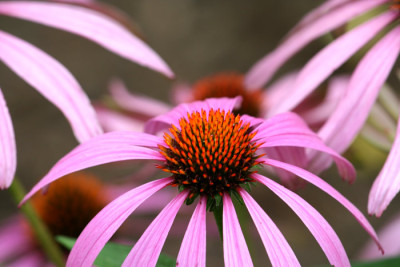 Echinaca-vertraumt.jpg