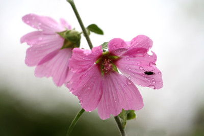 Lavatera-olbis-Rosea-2-c.jpg