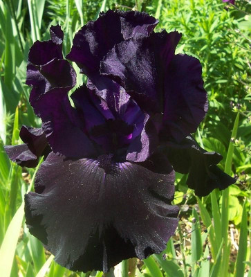 100_8264 schwarze TB.jpg
