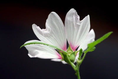 Lavatera-oblia-Barnsley-2-c.jpg