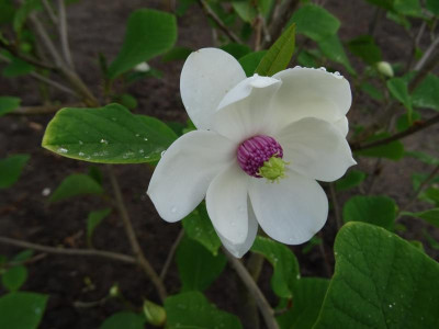 Magnolia sieboldii  Mai 2020.JPG