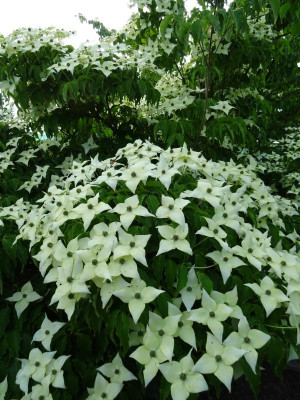 Cornus kousa Milky Way Mai 2020.JPG