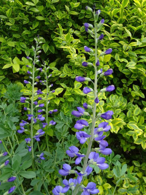 Baptisia australis minor Mai 2020.JPG