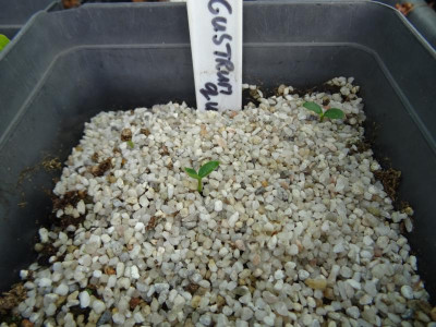 Ligustrum quihoui Germination Mai 2020.JPG