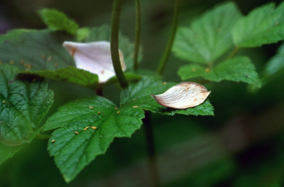 Lost-leaves-2.jpg