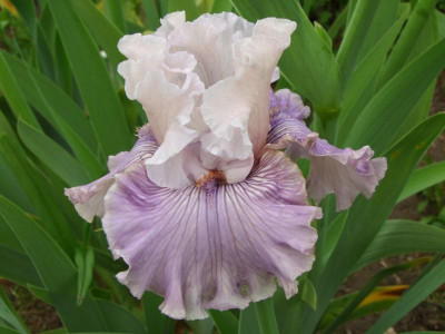 2020_0223Mai230102.JPG