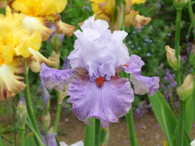 2020_0223Mai230121.JPG