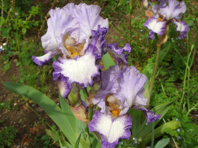 2020_0223Mai230090.JPG