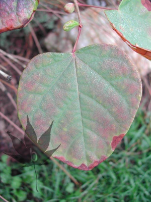 disanthus_cercidifolius_2.jpg