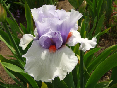 2020_0223Mai230051.JPG