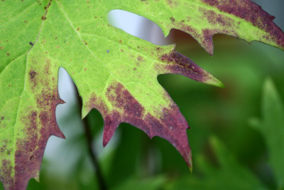 Ligularia-przewalkii.jpg
