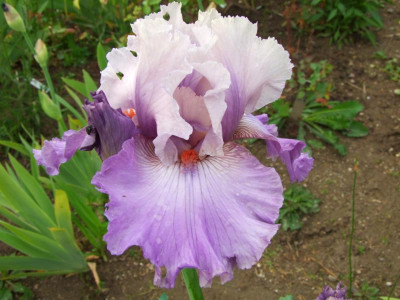 2020_0223Mai230105.JPG