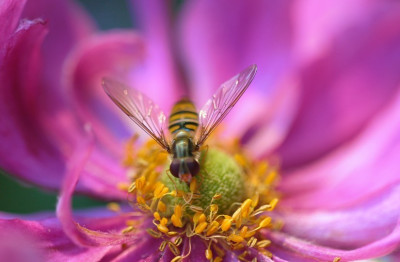 Anemone_Insekt_2_13-08-2007.jpg