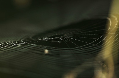 Spinnweben_2_12-08-2007.jpg