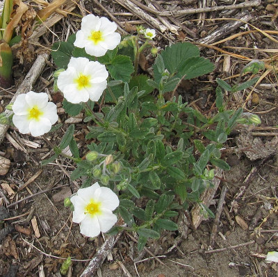 IMG_9951_Eisbaer_23Mai2020_.jpg